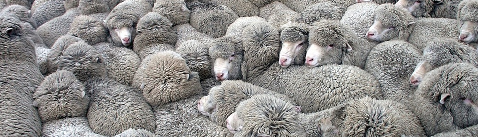Kuschelnde Schafe